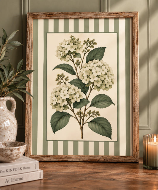 Sage Stripe Flowering Hydrangea Botanical Print in wooden frame